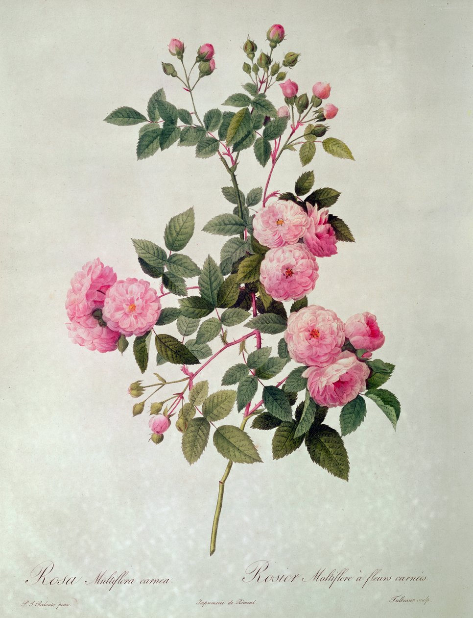 Les Rosas de Thory, Rosa Multiflora Carnea (litografia) de Pierre Joseph Redouté