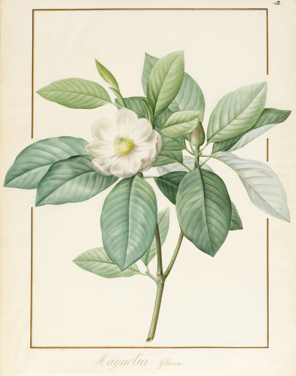 Magnolia Glauca, 1811 (wc e bodycolour sobre grafite aveludado) de Pierre Joseph Redouté