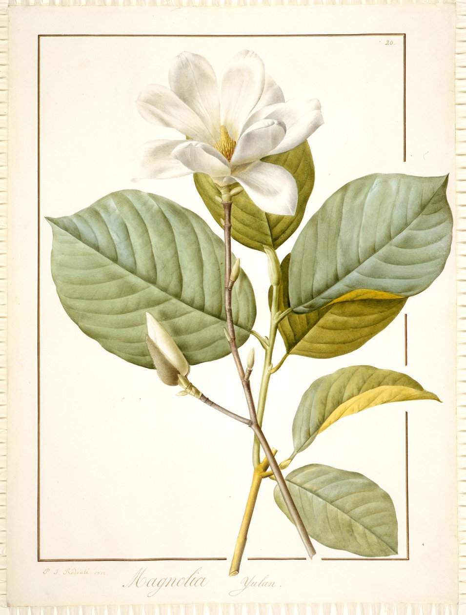 Magnólia Yulan, Magnolia Denudata, 1812 (wc e bodycolour sobre traços de grafite sobre velino) de Pierre Joseph Redouté