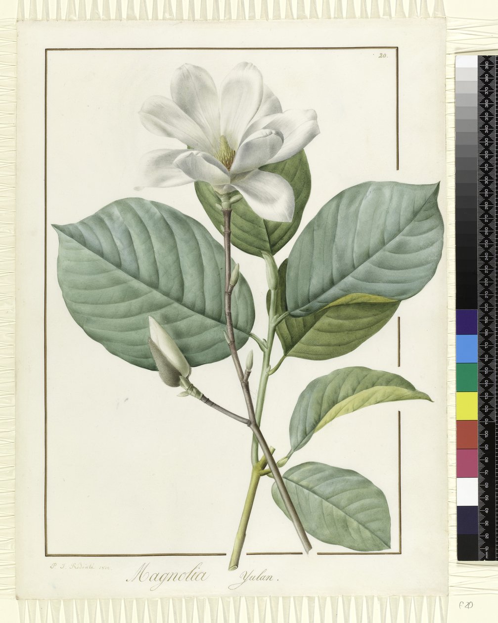 Magnolia Yulan Magnolia, 1812 de Pierre Joseph Redouté