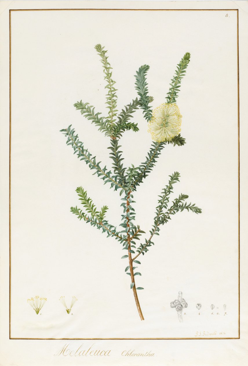 Melaleuca Chlorantha, 1812 (wc e bodycolour sobre traços de grafite aveludado) de Pierre Joseph Redouté