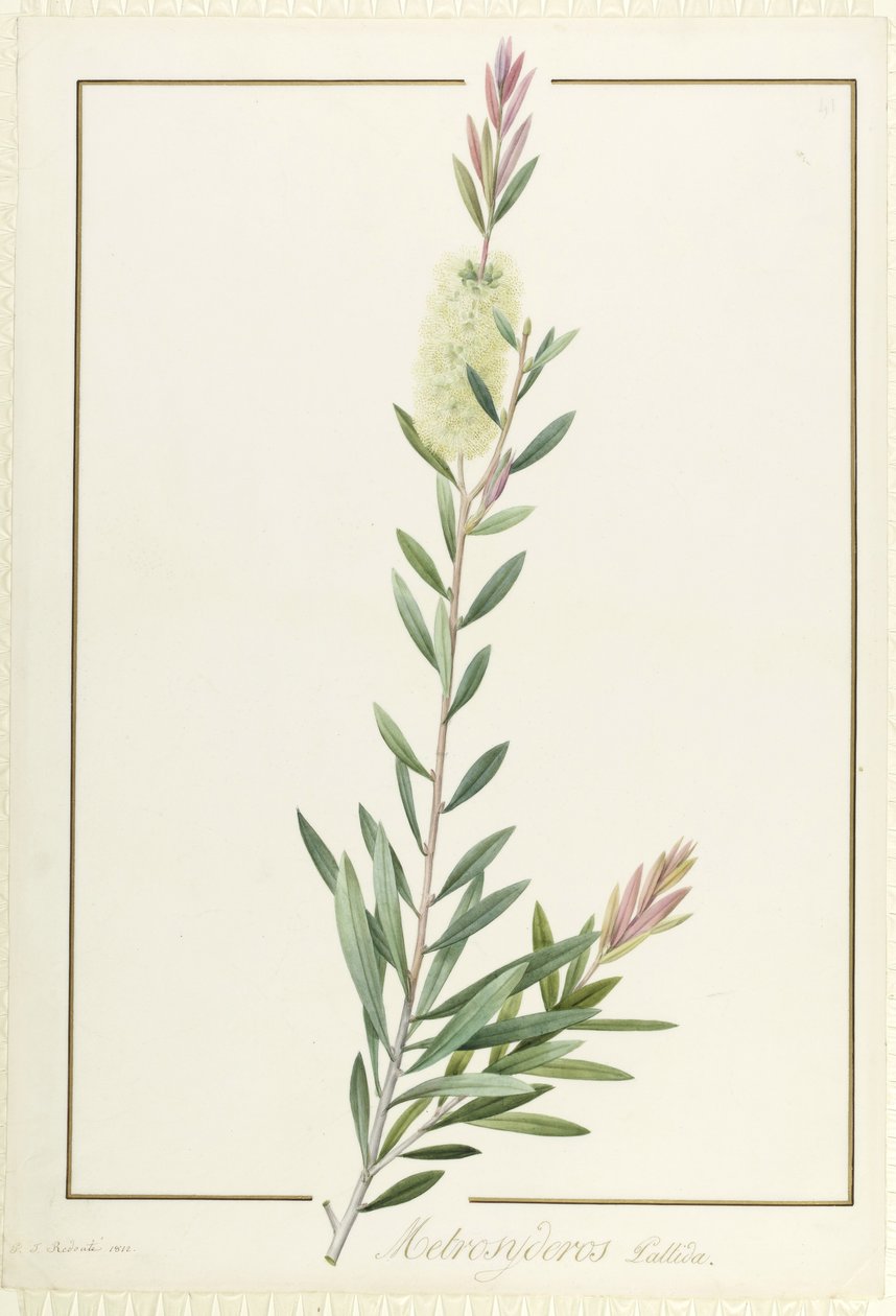 Metrosyderos Pallida, 1812 (wc e bodycolour sobre grafite aveludado) de Pierre Joseph Redouté