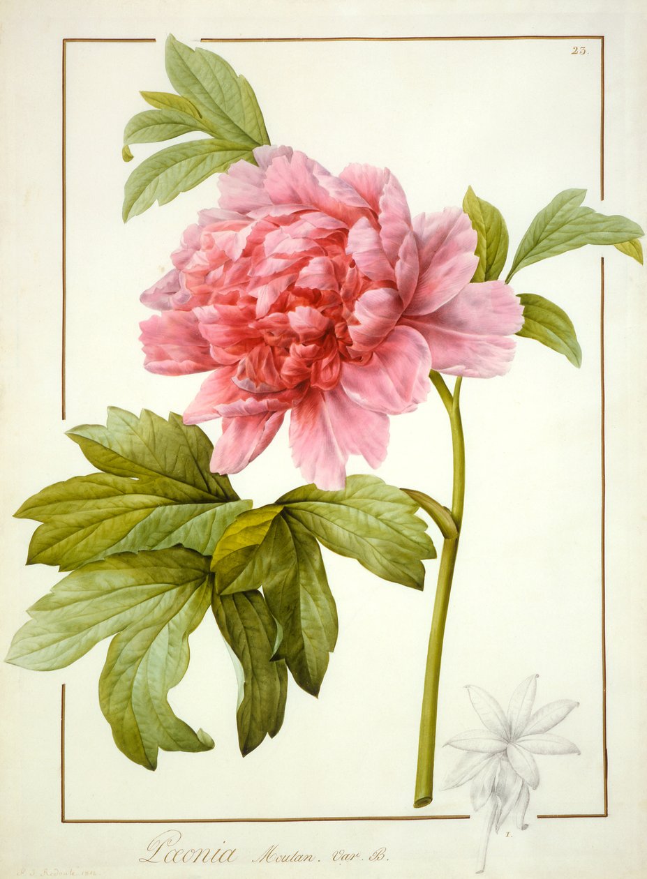 Paeonia Suffruticosa, 1812 (wc com goma arábica sobre traços de grafite sobre pergaminho) de Pierre Joseph Redouté