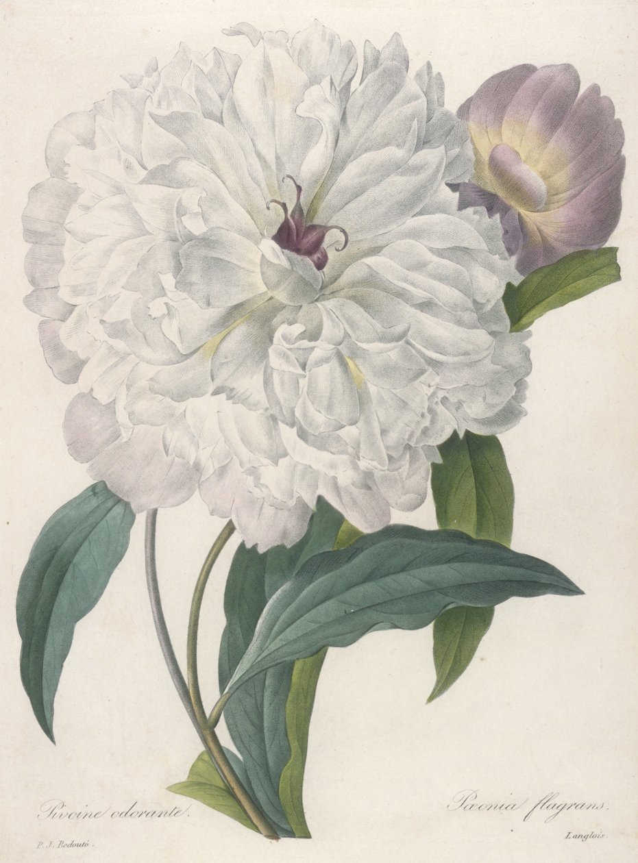 Apesar piscar (Peony) de 1827 de Pierre Joseph Redouté