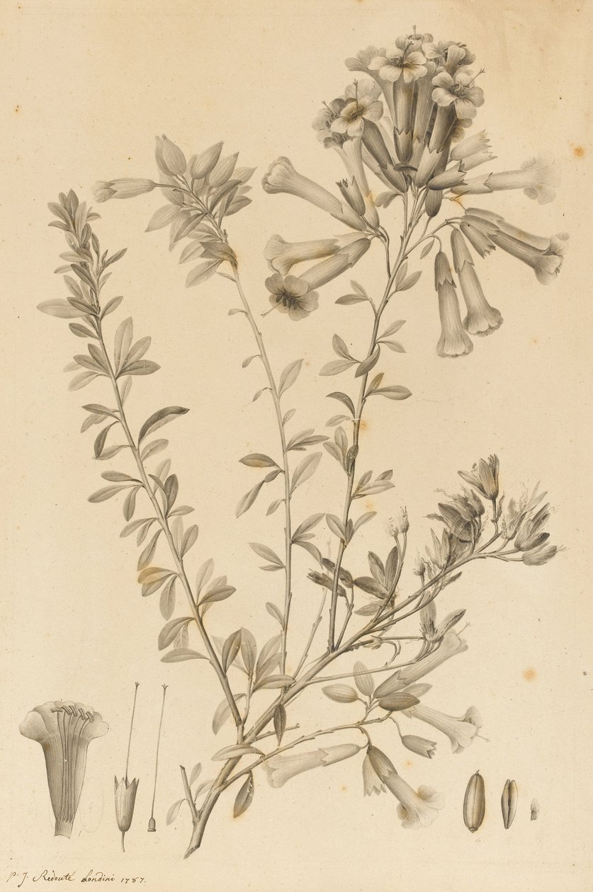 Espécies do Perifero, 1787 (tinta preta e cinza no papel, coladas no suporte) de Pierre Joseph Redouté