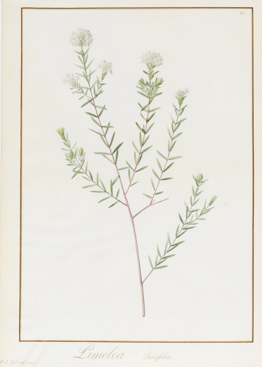 Pimelea Linifolia, 1812 (wc e bodycolour sobre grafite aveludado) de Pierre Joseph Redouté