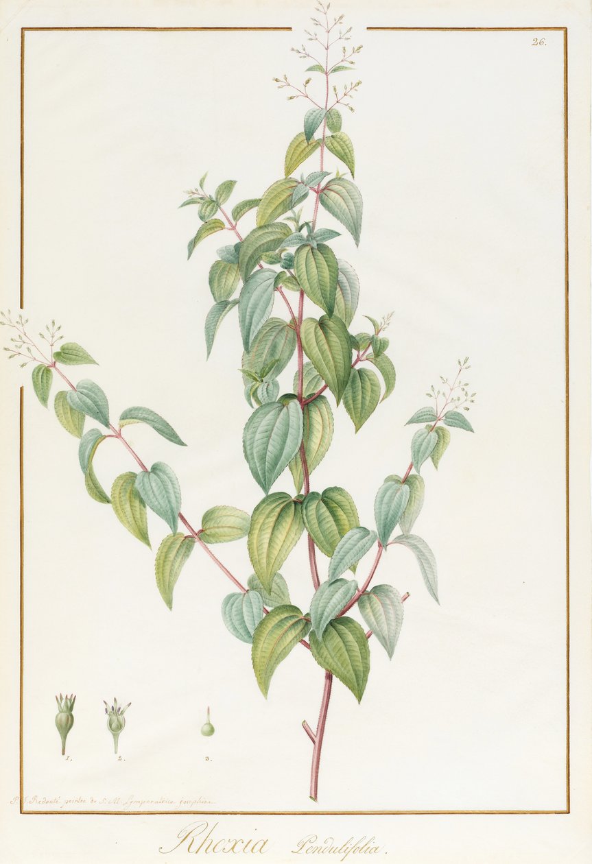 Rhexia Pendulifolia (vaso sanitário e cor do corpo sobre traços ou grafite sobre velino) de Pierre Joseph Redouté