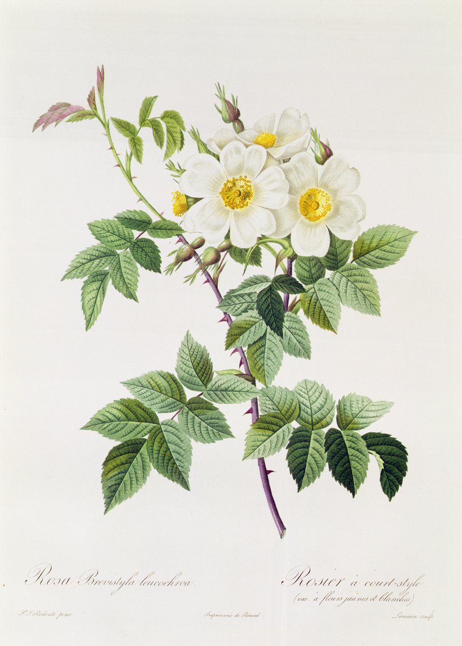 Rosa Brevistyla Leucochroa de Pierre Joseph Redouté