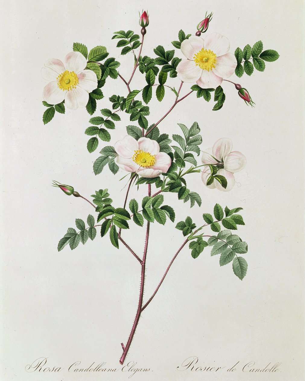 Rosa Candolleana Elegans de Pierre Joseph Redouté