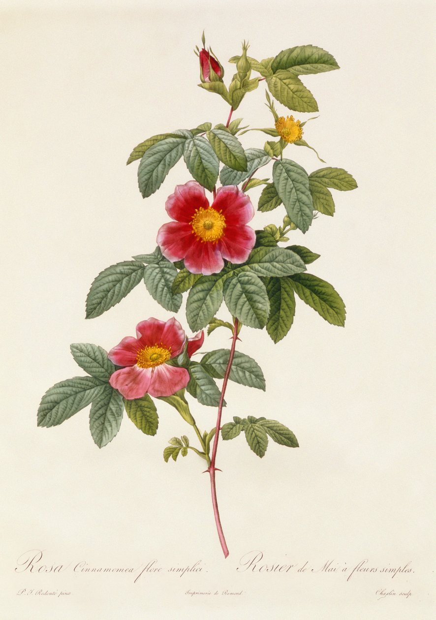 Flores simples subiu cinnamomea de Pierre Joseph Redouté