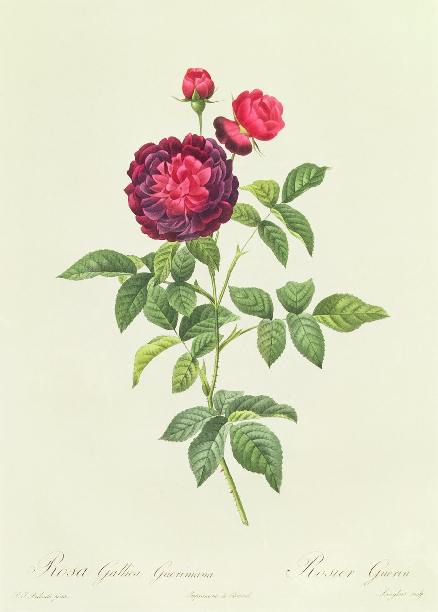 Rosa Gallica Gueriniana de Pierre Joseph Redouté