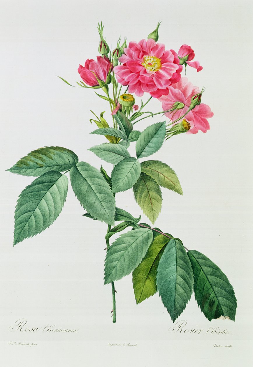 Rosa L&39;Heritieranea de Pierre Joseph Redouté