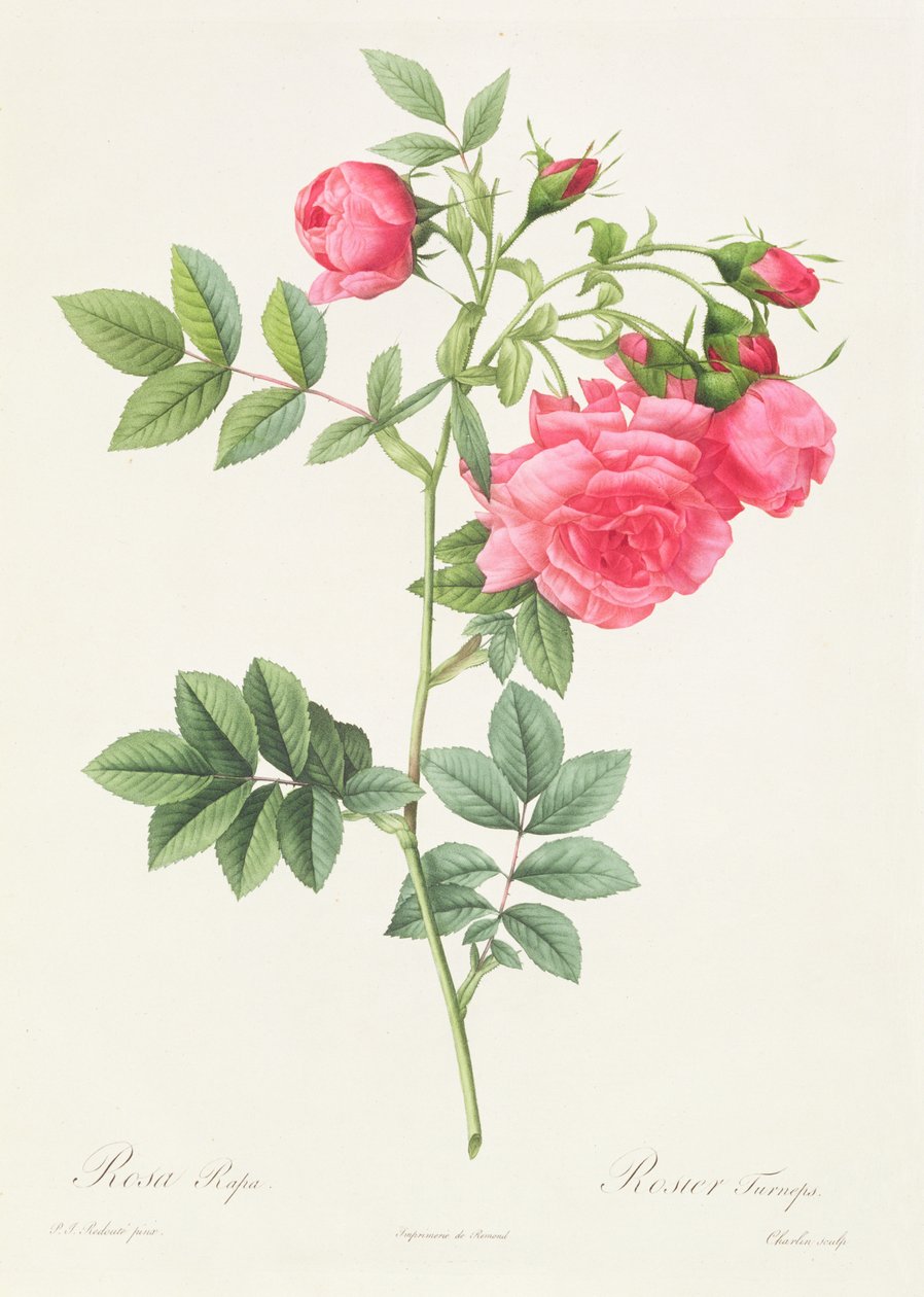 Floreira Pimpinellifolia Rosa Variegada de Pierre Joseph Redouté