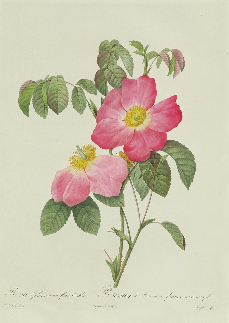 Rosa Tomentosa de Pierre Joseph Redouté
