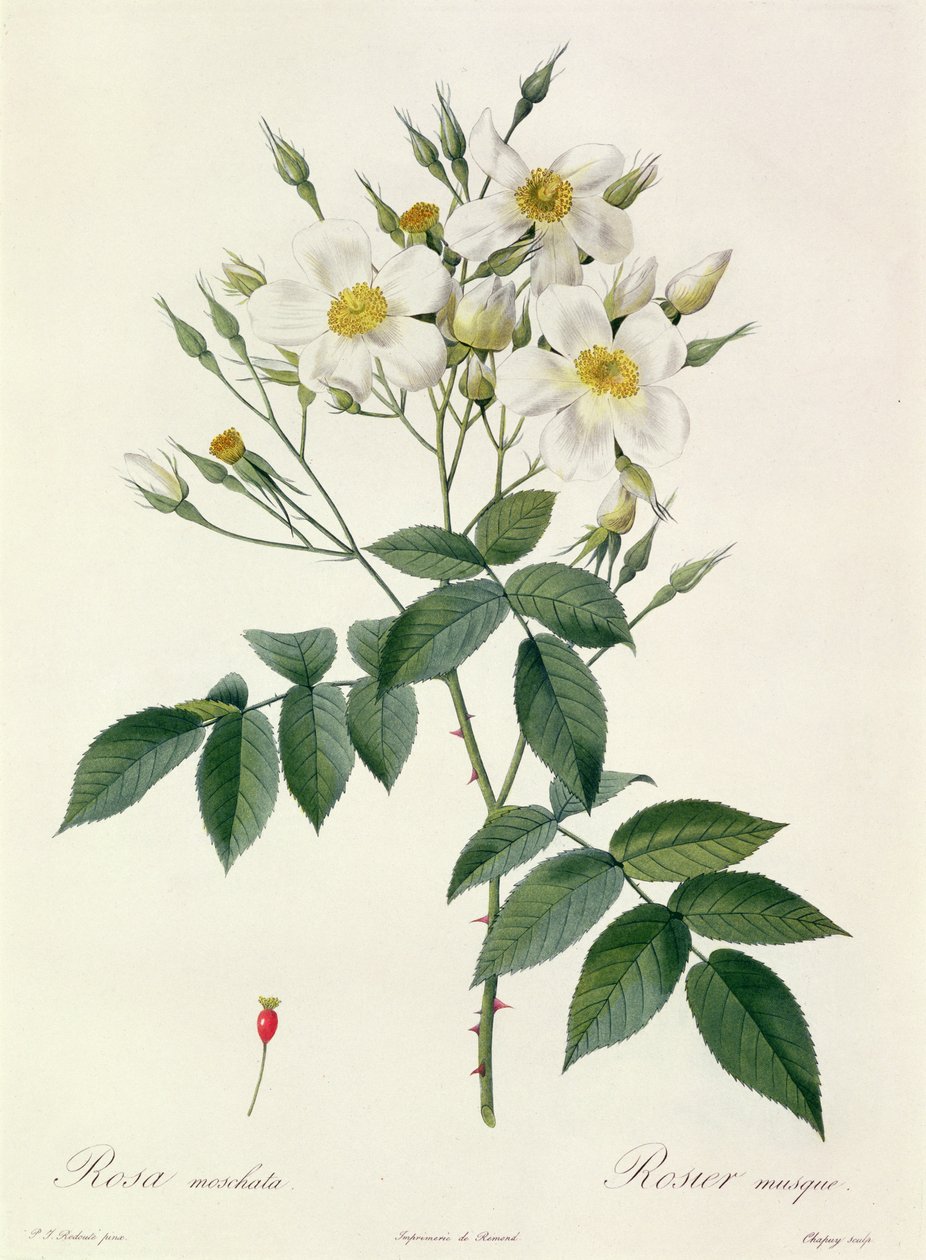 Rosa Moschata ou Rosa Mosqueta de Pierre Joseph Redouté
