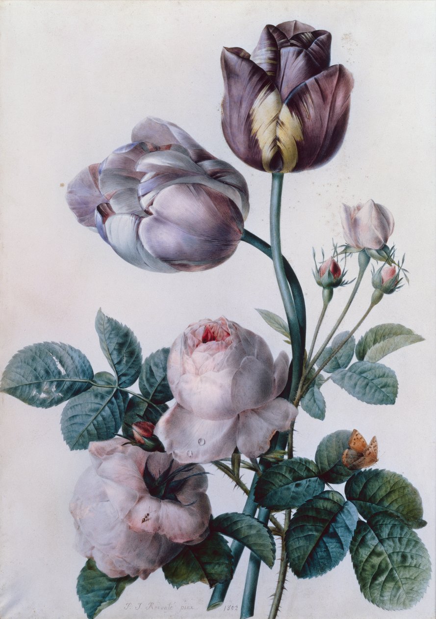 Uma rosa de repolho, duas tulipas, uma pequena borboleta de tartaruga, prado amarelo (aquarela) de Pierre Joseph Redouté