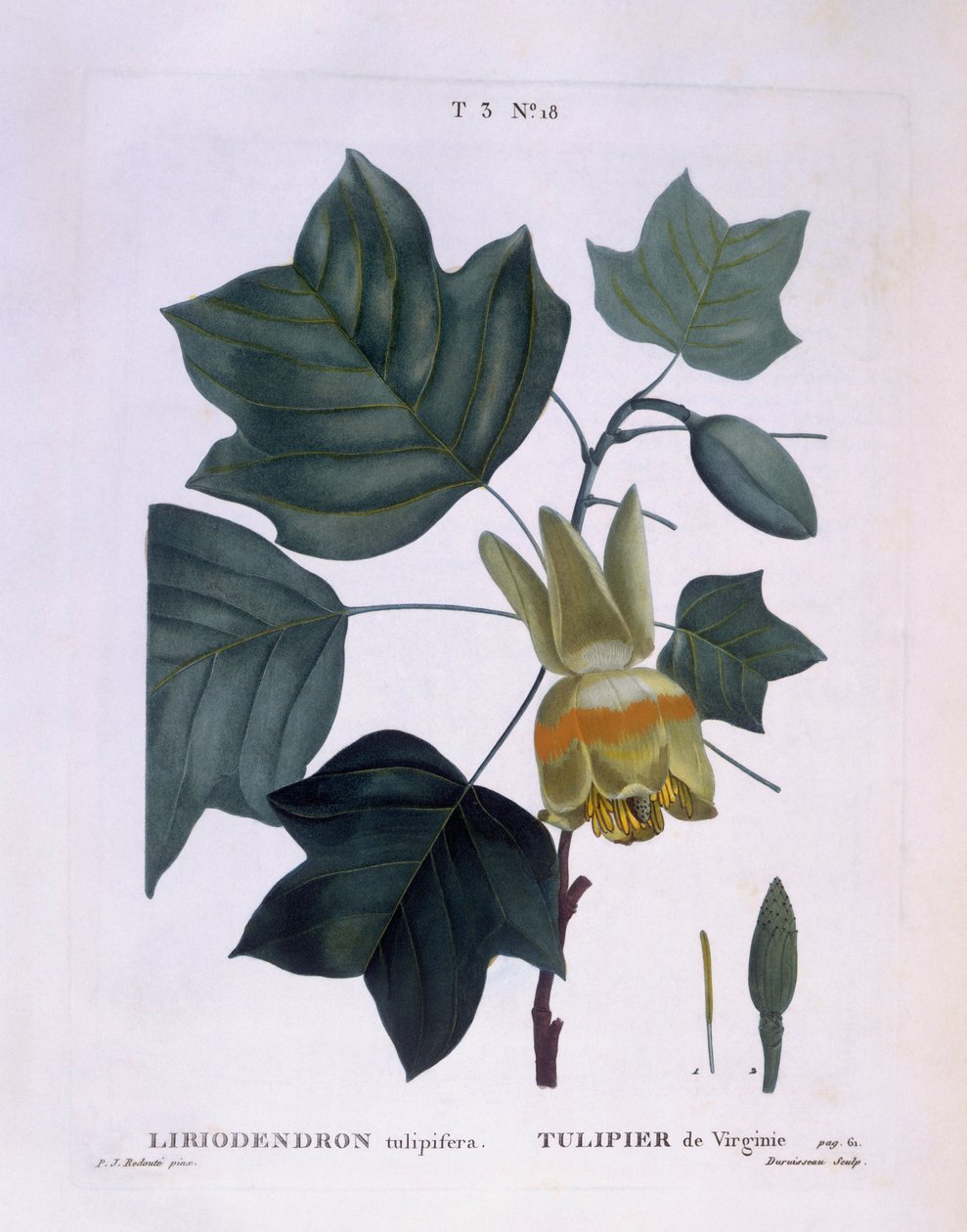 Tulipa americana (Liriodendron tulipifera), Henry Louis Duhamel du Monceau, placa botânica de Pierre Joseph Redouté de Pierre Joseph Redouté