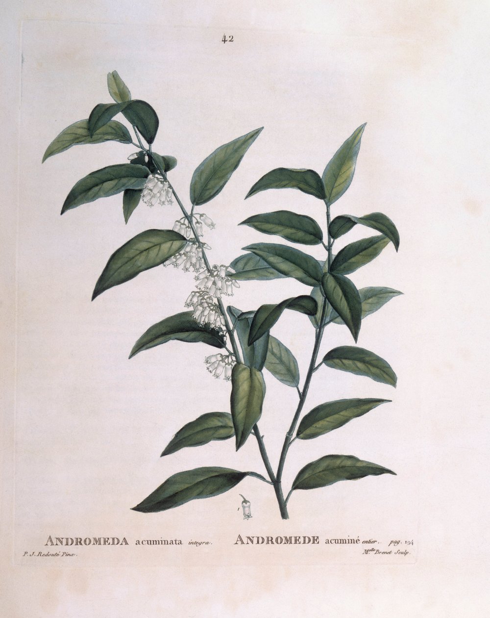 Andromeda acuminata Henry Louis Duhamel du Monceau, placa botânica de Pierre Joseph Redouté de Pierre Joseph Redouté