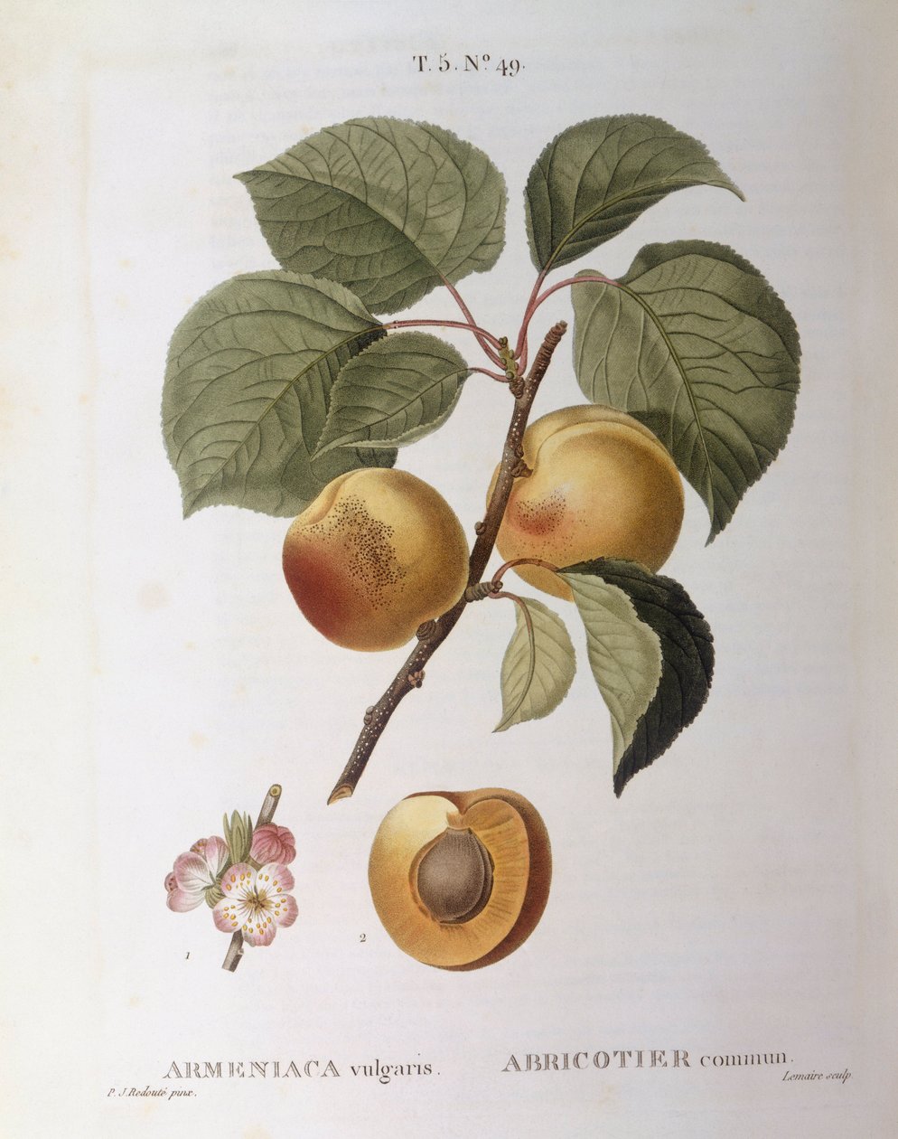 Apricot (Armeniaca vulgaris ou Prunus armeniaca), Henry Louis Duhamel du Monceau, placa botânica de Pierre Joseph Redouté de Pierre Joseph Redouté