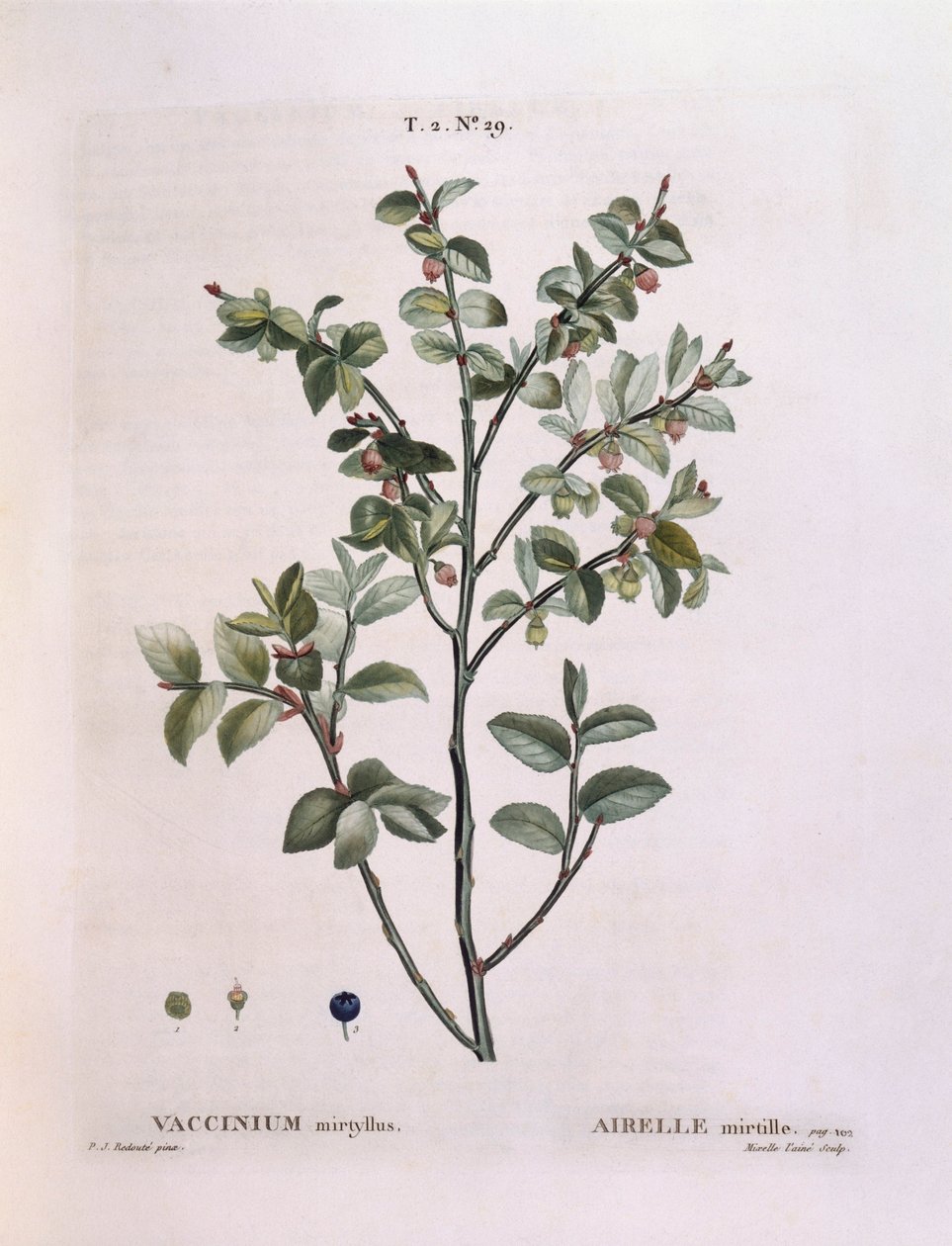 Bilberry (Vaccinium myrtillus), Henry Louis Duhamel du Monceau, placa botânica de Pierre Joseph Redouté de Pierre Joseph Redouté