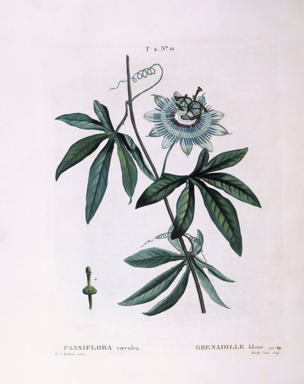 Flor da paixão azul (Passiflora caerulea), Henry Louis Duhamel du Monceau, placa botânica de Pierre Joseph Redouté de Pierre Joseph Redouté