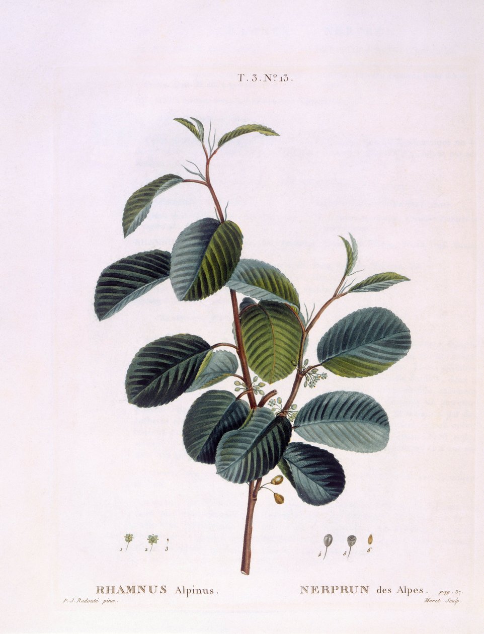 Buckthorn (Rhamnus alpinus), Henry Louis Duhamel du Monceau, placa botânica de Pierre Joseph Redouté de Pierre Joseph Redouté