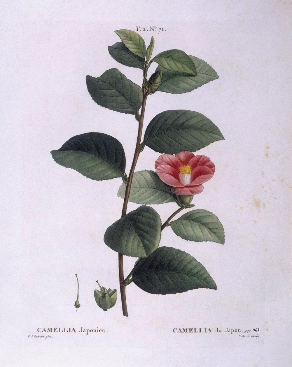 Camellia (Camellia japonica), Henry Louis Duhamel du Monceau, placa botânica de Pierre Joseph Redouté de Pierre Joseph Redouté