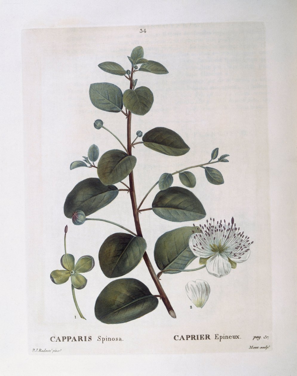 Caper (Capparis spinosa), Henry Louis Duhamel du Monceau, placa botânica de Pierre Joseph Redouté de Pierre Joseph Redouté