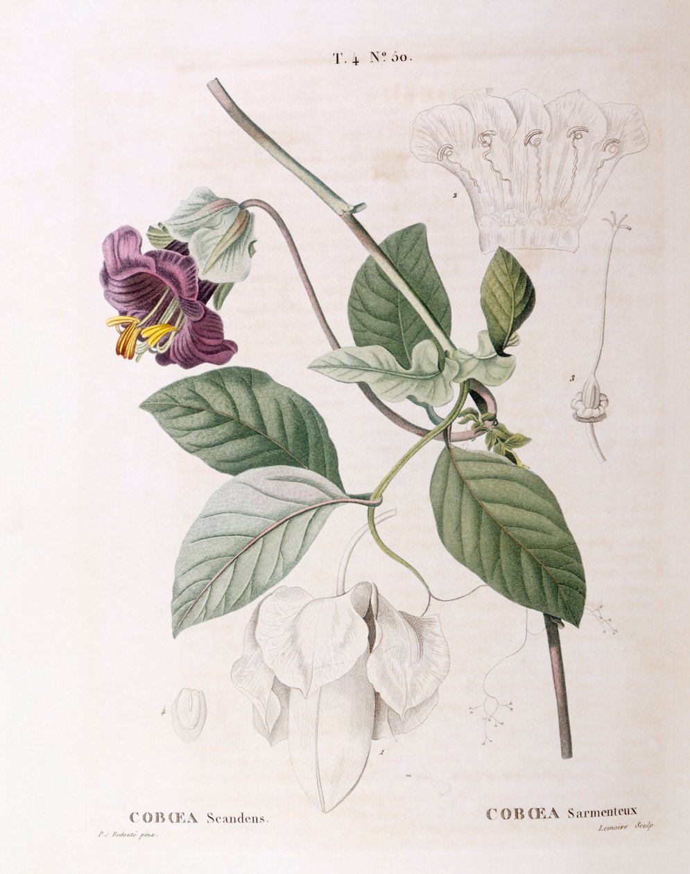 Taça e pires de vinha (Cobaea scandens), Henry Louis Duhamel du Monceau, placa botânica de Pierre Joseph Redouté de Pierre Joseph Redouté