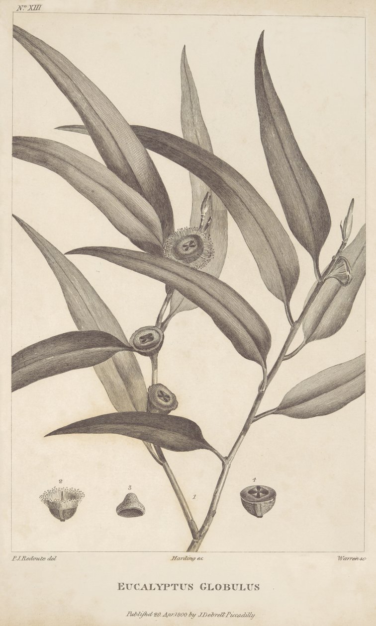Eucalyptus Globulus de "Um relato de uma viagem em busca de La Perouse" de Jacques-Julien Houtou de La Billardière de Pierre Joseph Redouté