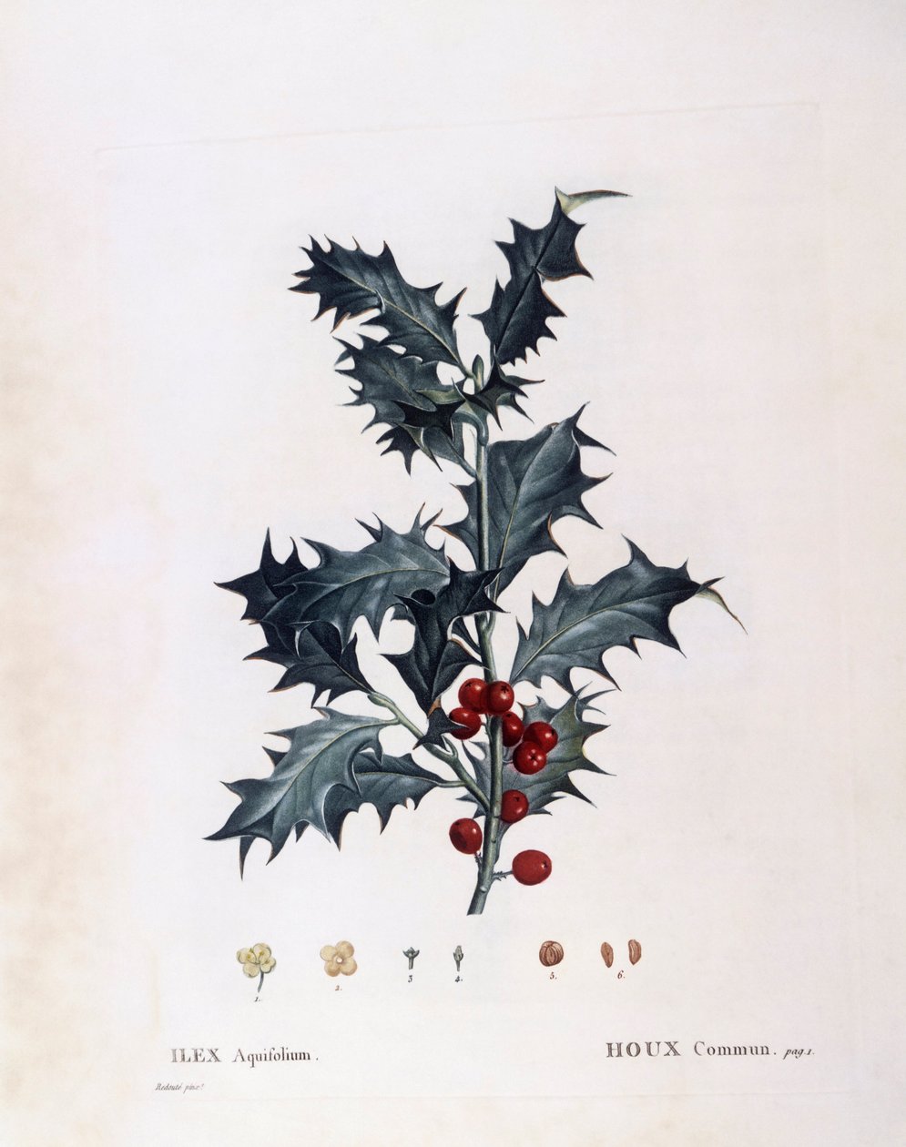 Azevinho europeu (Ilex aquifolium), Henry Louis Duhamel du Monceau, placa botânica de Pierre Joseph Redouté de Pierre Joseph Redouté