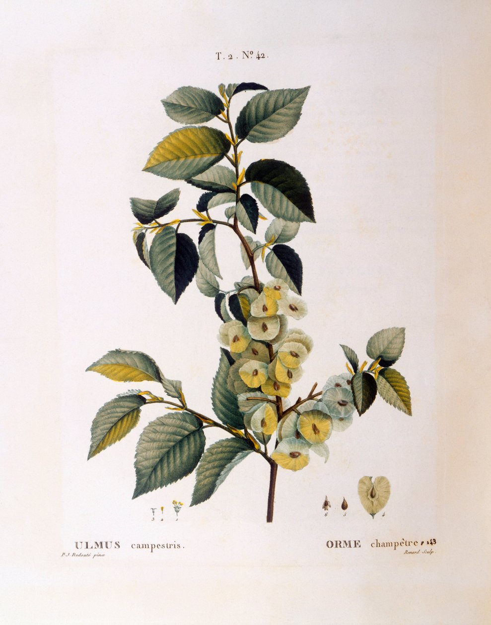 Olmo de campo (Ulmus campestris ou menor), Henry Louis Duhamel du Monceau, placa botânica de Pierre Joseph Redouté de Pierre Joseph Redouté