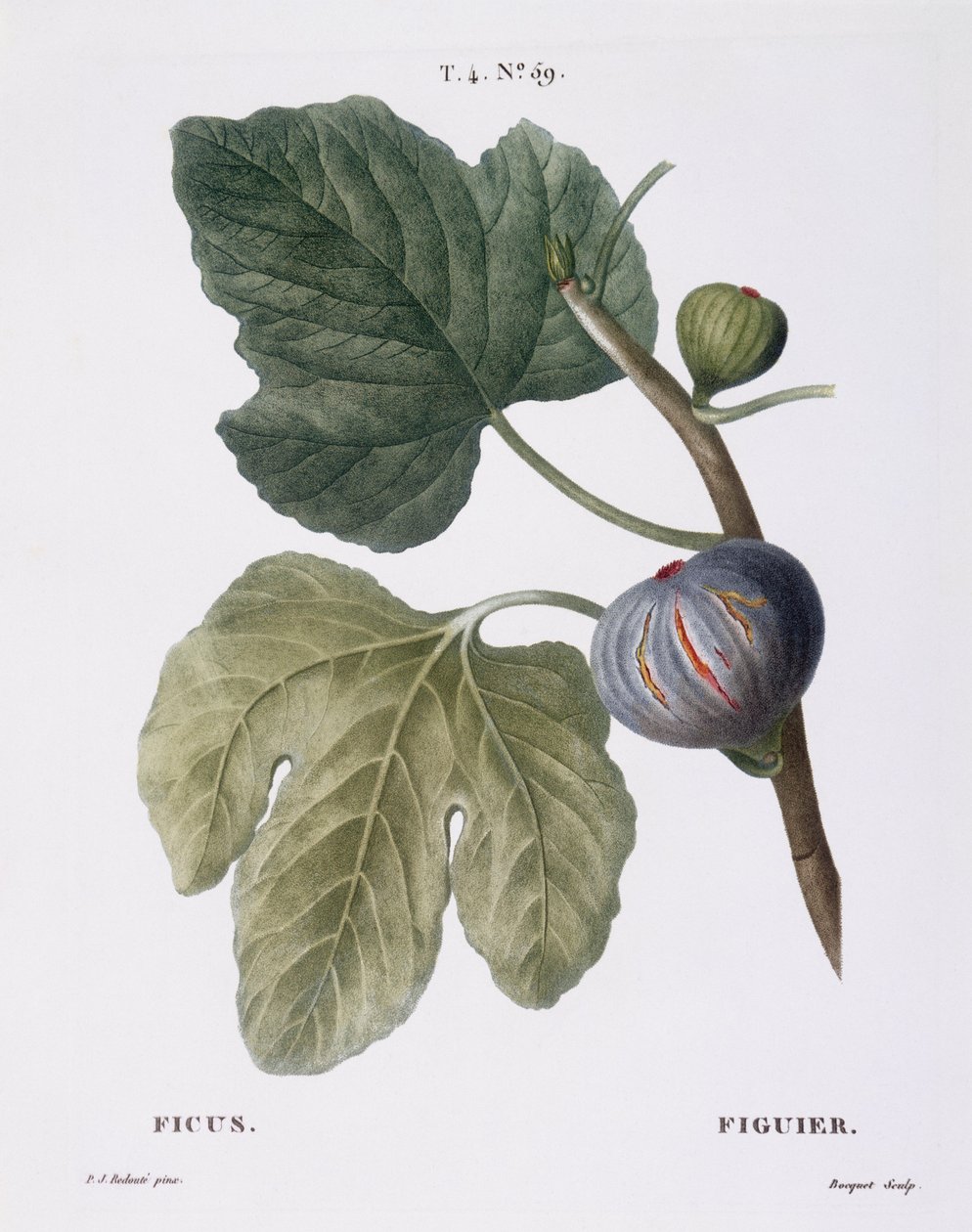 Fig (Ficus), Henry Louis Duhamel du Monceau, placa botânica de Pierre Joseph Redouté de Pierre Joseph Redouté