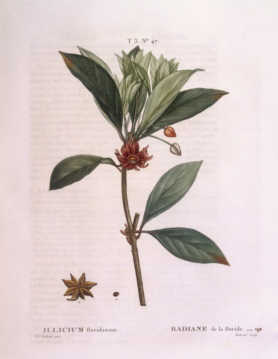 Anis da Florida (Illicium floridanum), Henry Louis Duhamel du Monceau, placa botânica de Pierre Joseph Redouté de Pierre Joseph Redouté