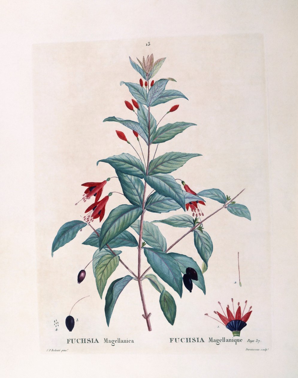 Fuchsia (Fuchsia magellanica), Henry Louis Duhamel du Monceau, placa botânica de Pierre Joseph Redouté de Pierre Joseph Redouté