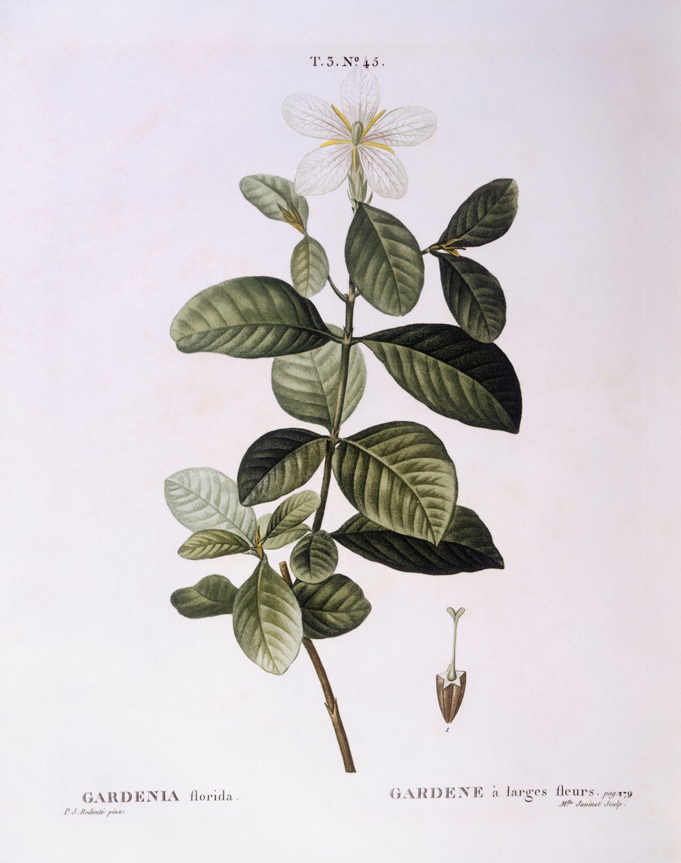 Gardenia (Gardenia florida), Henry Louis Duhamel du Monceau, placa botânica de Pierre Joseph Redouté de Pierre Joseph Redouté