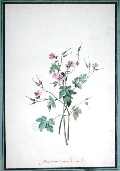 Geranium Robertianum (aguarela) de Pierre Joseph Redouté