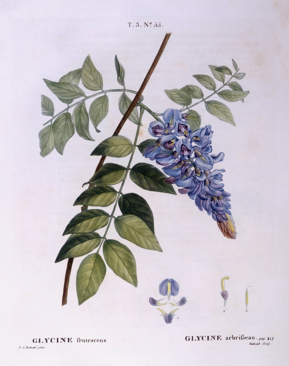 Glycine (Glycine frutescens), Henry Louis Duhamel du Monceau, placa botânica de Pierre Joseph Redouté de Pierre Joseph Redouté