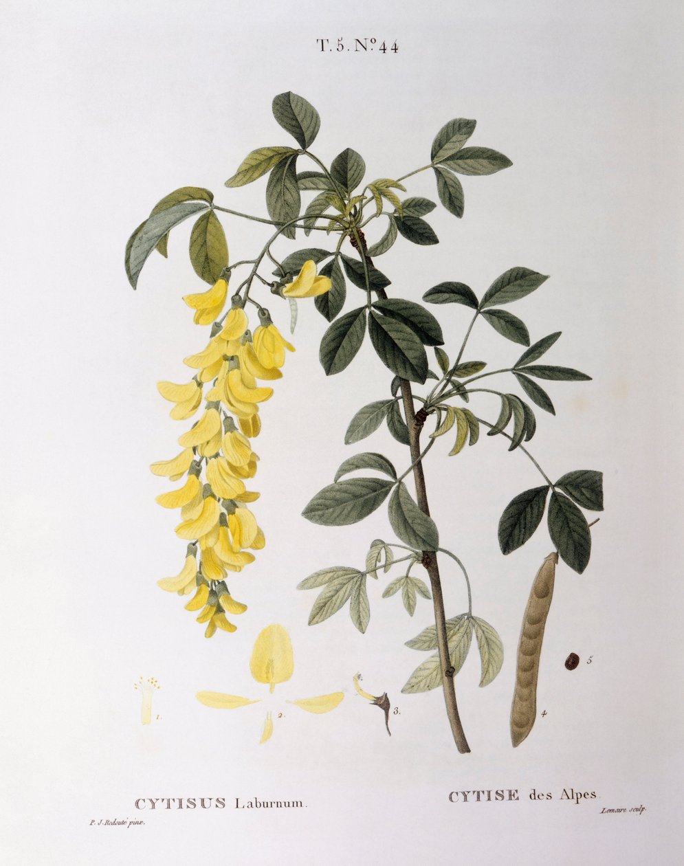 Golden Chain (Cytisus laburnum), Henry Louis Duhamel du Monceau, placa botânica de Pierre Joseph Redouté de Pierre Joseph Redouté