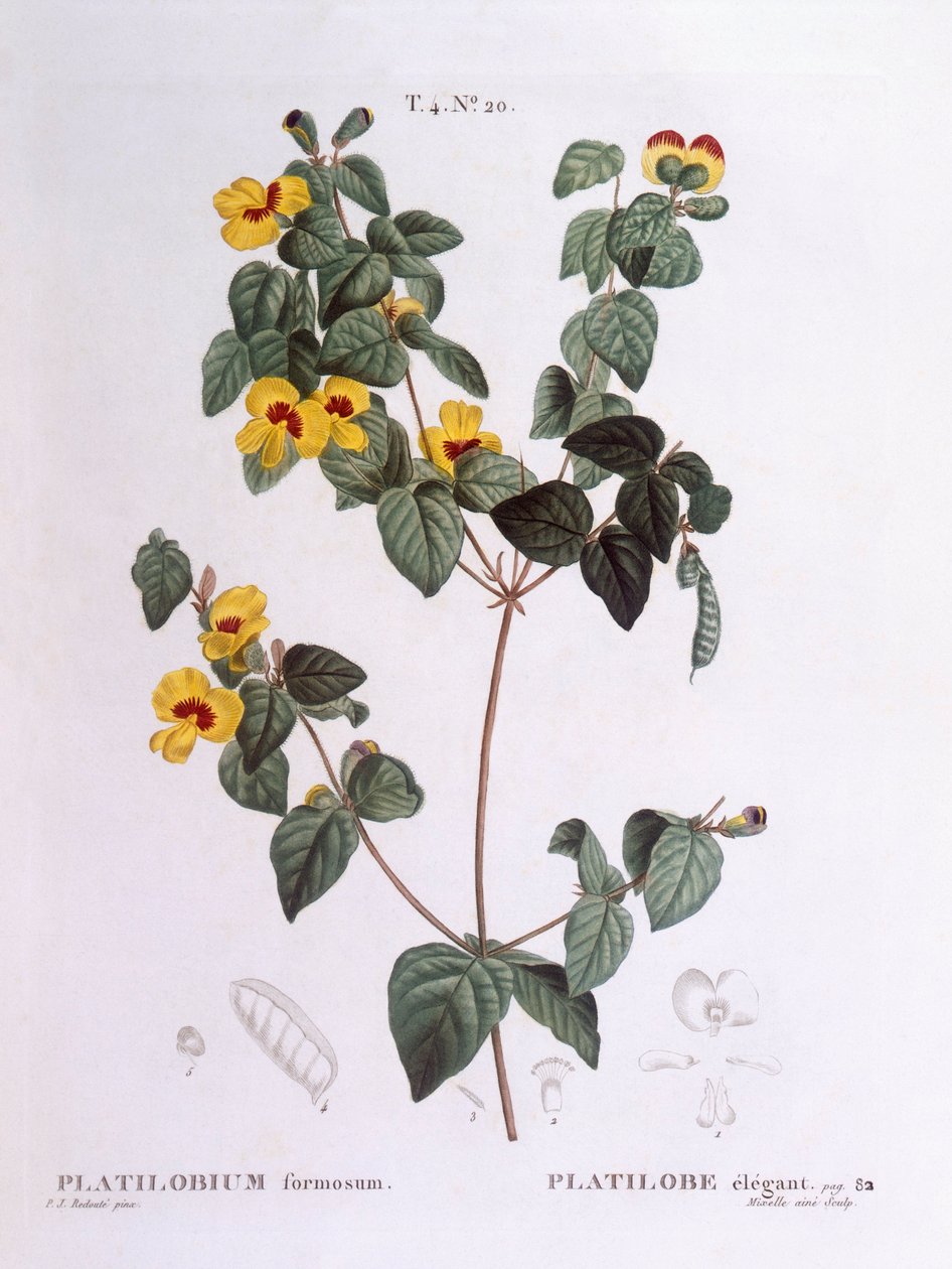 Pêra liso bonito (Platylobium formosum), Henry Louis Duhamel du Monceau, placa botânica de Pierre Joseph Redouté de Pierre Joseph Redouté