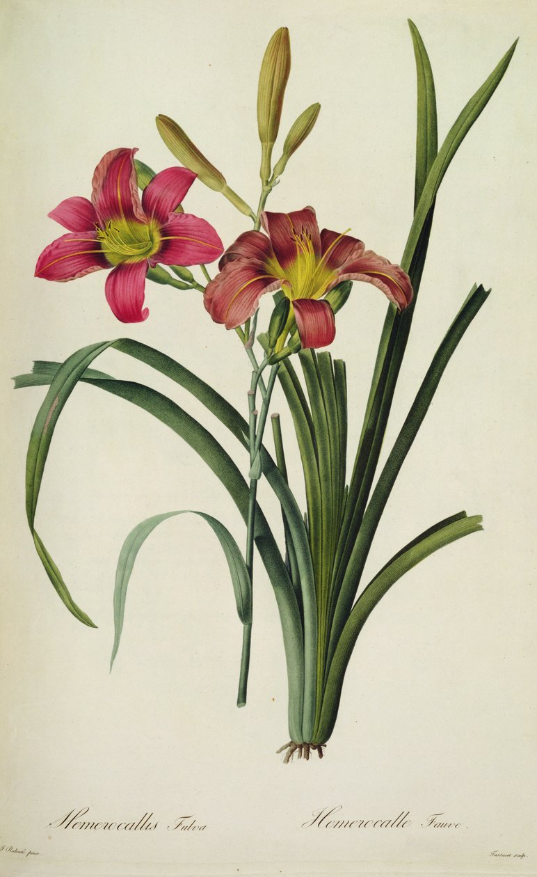 Hemerocallis fulva (lírio), de , Les Liliacees de Pierre Joseph Redouté