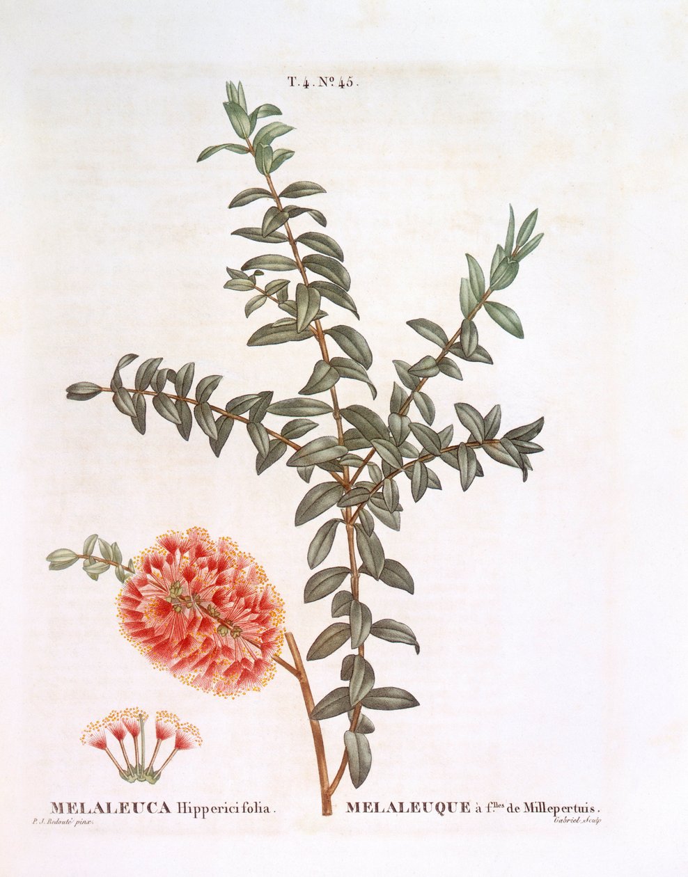 Arbusto de Hillock (Melaleuca hypericifolia), Henry Louis Duhamel du Monceau, placa botânica de Pierre Joseph Redouté de Pierre Joseph Redouté