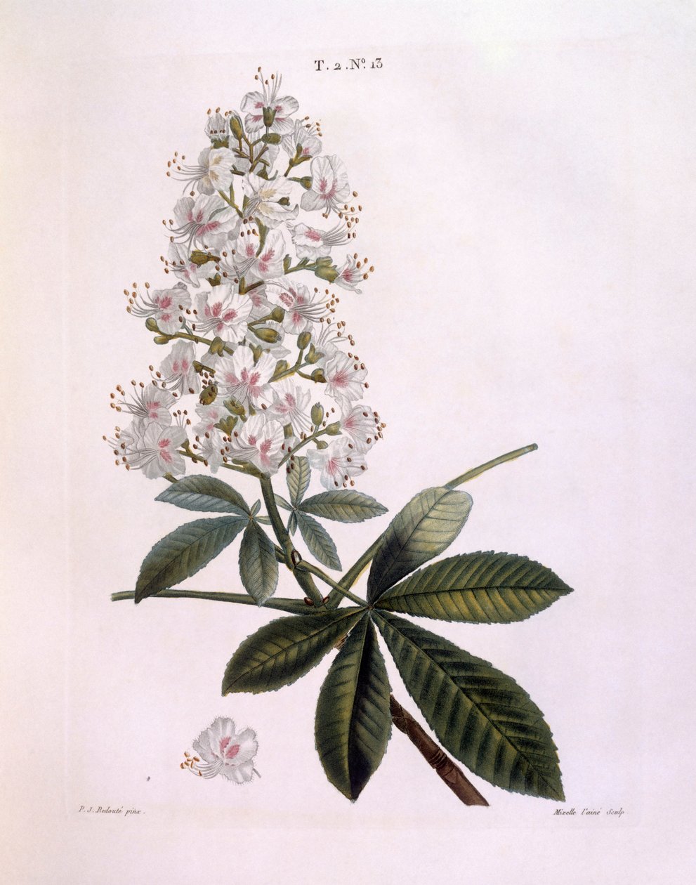 Castanheiro-cavalo ou Conker (Aesculus hippocastanum), Henry Louis Duhamel du Monceau, placa botânica de Pierre Joseph Redouté de Pierre Joseph Redouté