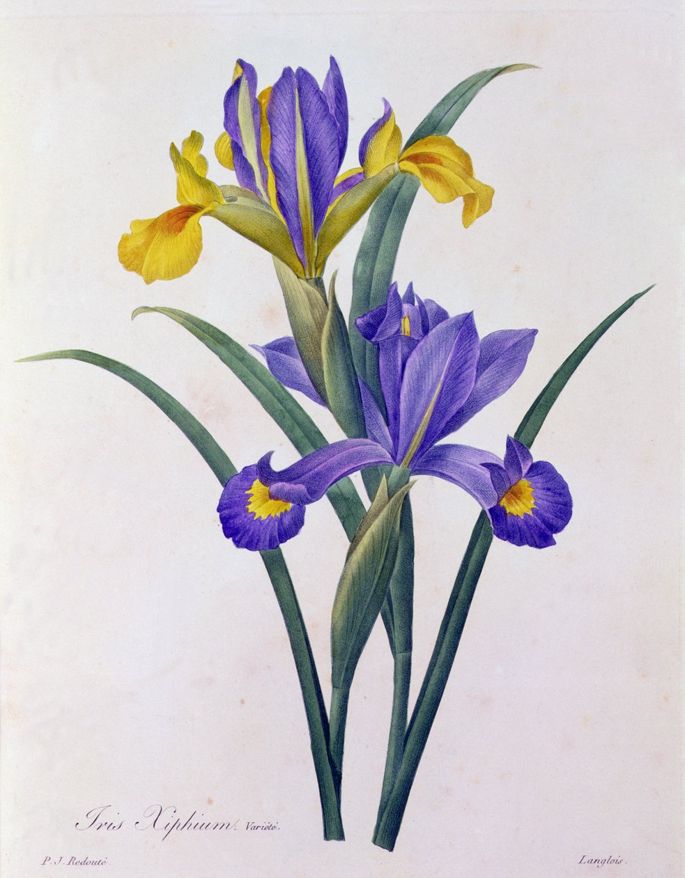 Iris Xiphium (gravura colorida) de Pierre Joseph Redouté