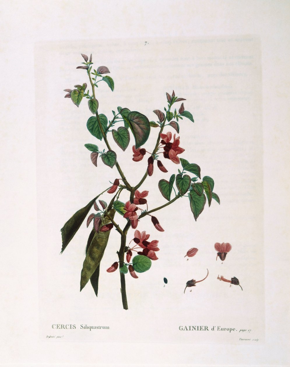Judas Tree (Cercis siliquastrum), Henry Louis Duhamel du Monceau, placa botânica de Pierre Joseph Redouté de Pierre Joseph Redouté