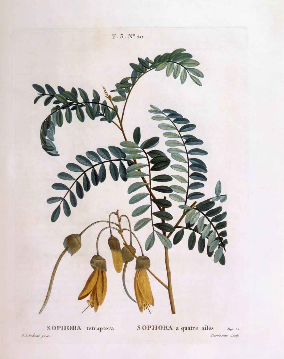 Kowhai (Sophora tetraptera ou Edwardsia grandiflora), Henry Louis Duhamel du Monceau, placa botânica de Pierre Joseph Redouté de Pierre Joseph Redouté