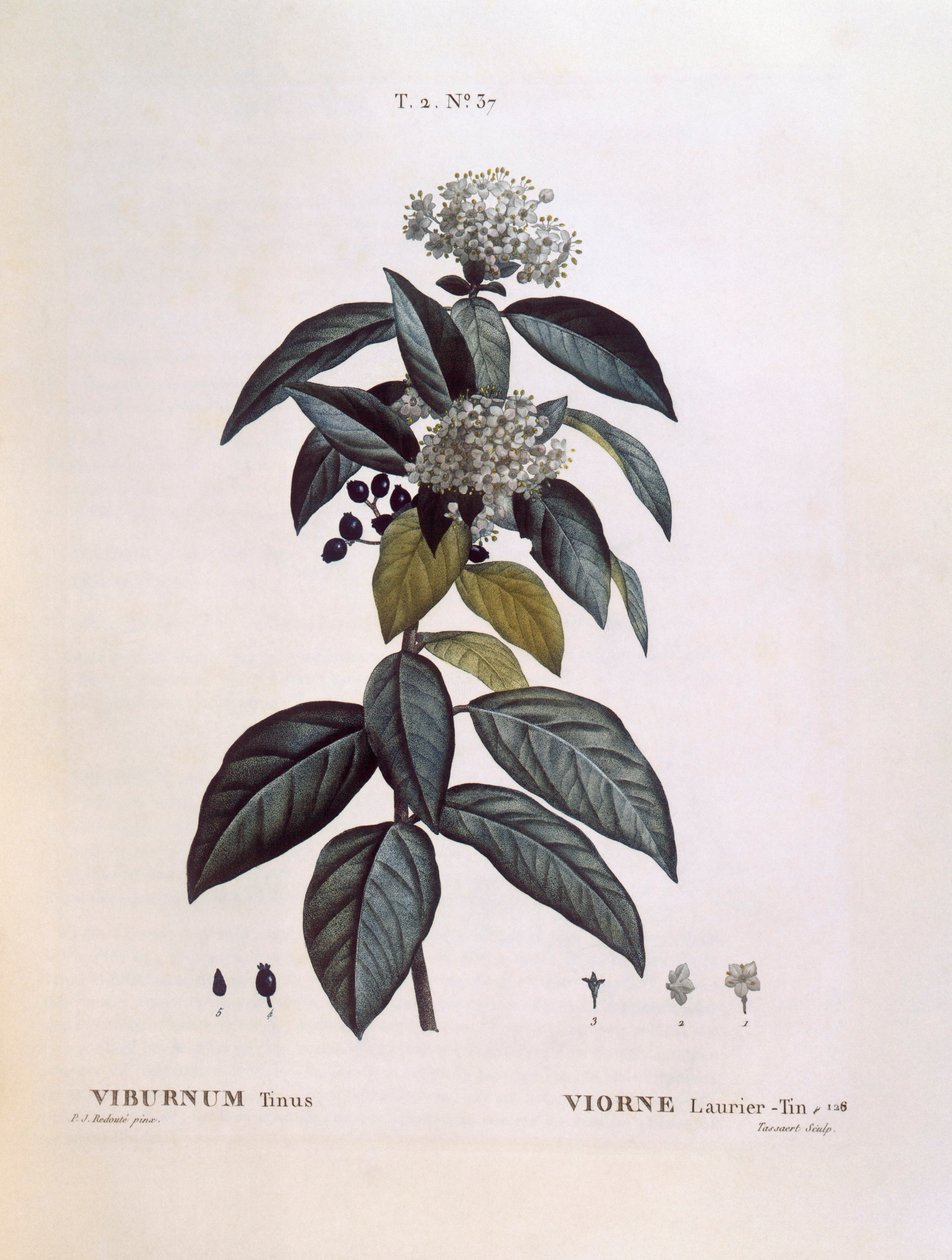 Laurustinus (Viburnum tinus), Henry Louis Duhamel du Monceau, placa botânica de Pierre Joseph Redouté de Pierre Joseph Redouté