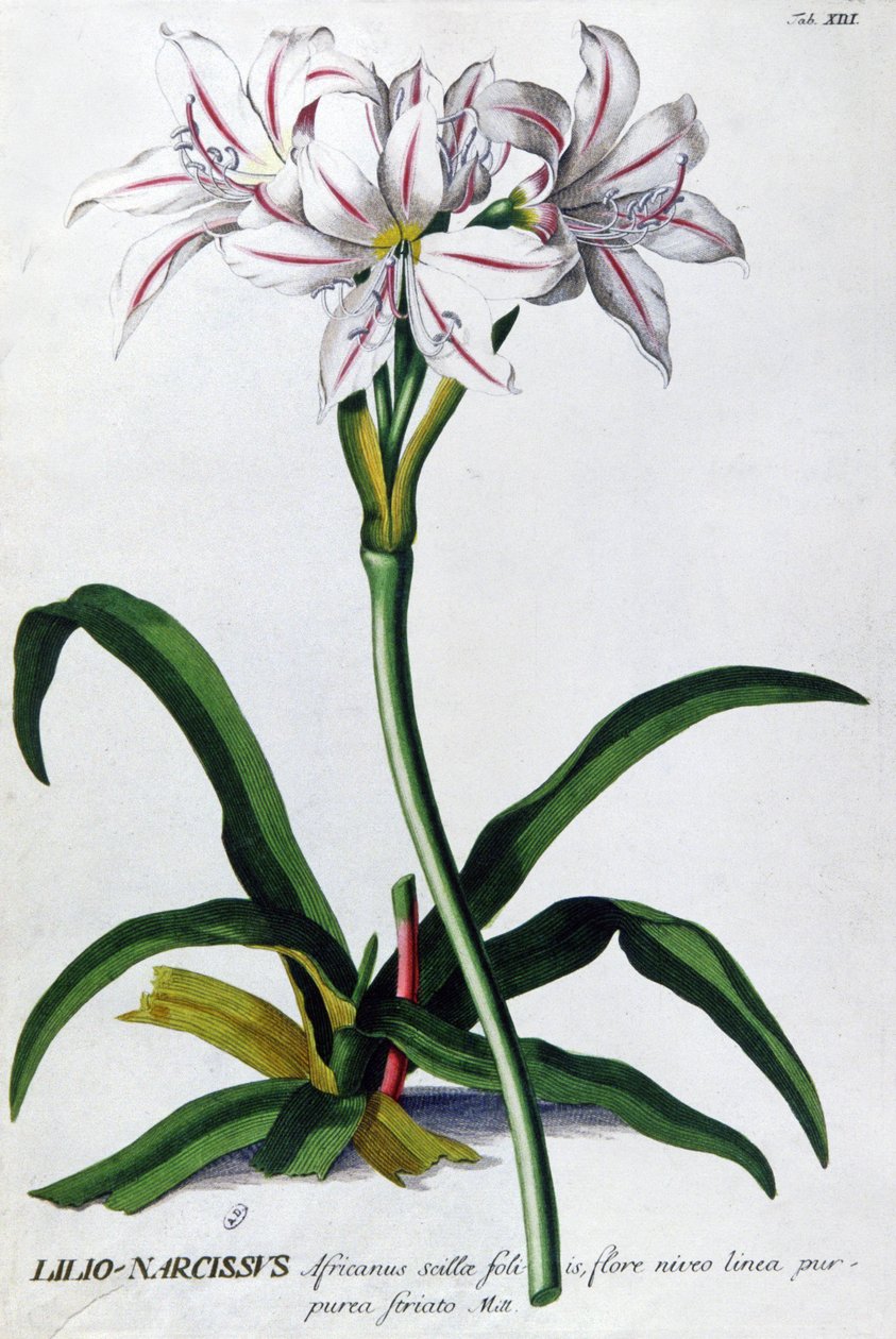 Lily, Lilio Narcissus de Pierre Joseph Redouté