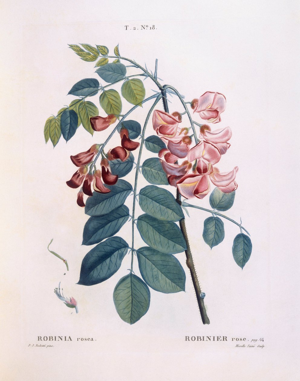 Locust (Robinia rosea), Henry Louis Duhamel du Monceau, placa botânica de Pierre Joseph Redouté de Pierre Joseph Redouté