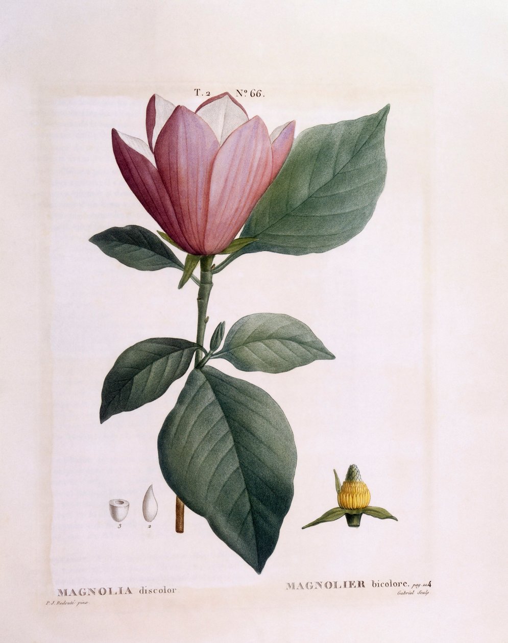 Magnólia (Magnólia descolorida), Henry Louis Duhamel du Monceau, placa botânica de Pierre Joseph Redouté de Pierre Joseph Redouté